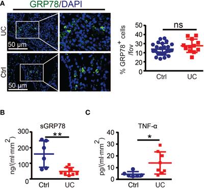 Secreted glucose regulated protein78 ameliorates DSS-induced mouse colitis